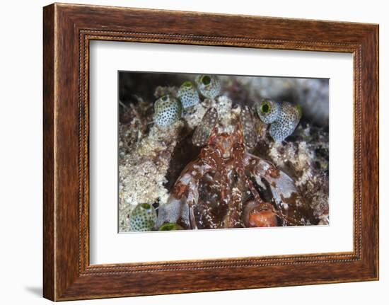 A Mantis Shrimp Peers Out of its Lair on a Reef in Indonesia-Stocktrek Images-Framed Photographic Print