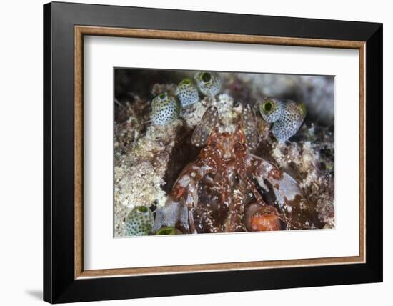 A Mantis Shrimp Peers Out of its Lair on a Reef in Indonesia-Stocktrek Images-Framed Photographic Print