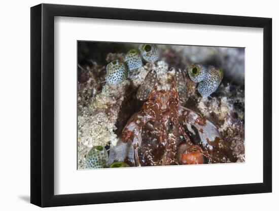 A Mantis Shrimp Peers Out of its Lair on a Reef in Indonesia-Stocktrek Images-Framed Photographic Print