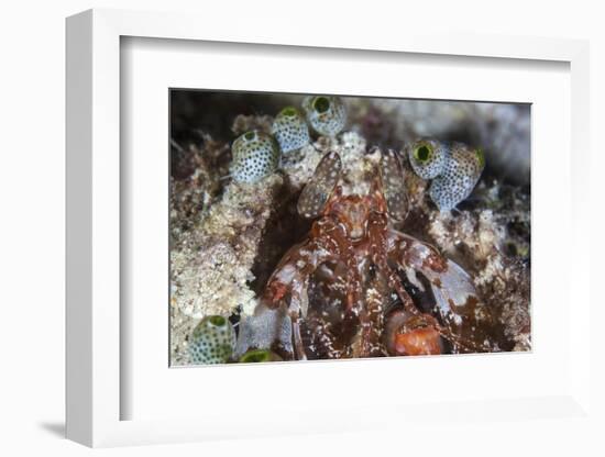 A Mantis Shrimp Peers Out of its Lair on a Reef in Indonesia-Stocktrek Images-Framed Photographic Print
