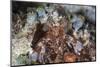 A Mantis Shrimp Peers Out of its Lair on a Reef in Indonesia-Stocktrek Images-Mounted Photographic Print