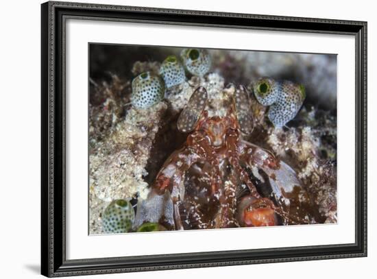 A Mantis Shrimp Peers Out of its Lair on a Reef in Indonesia-Stocktrek Images-Framed Photographic Print