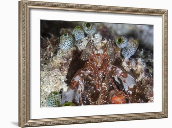 A Mantis Shrimp Peers Out of its Lair on a Reef in Indonesia-Stocktrek Images-Framed Photographic Print