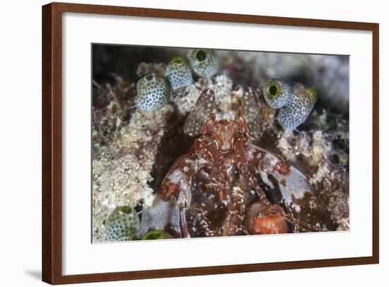 A Mantis Shrimp Peers Out of its Lair on a Reef in Indonesia-Stocktrek Images-Framed Photographic Print