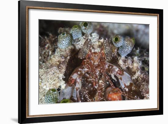 A Mantis Shrimp Peers Out of its Lair on a Reef in Indonesia-Stocktrek Images-Framed Photographic Print