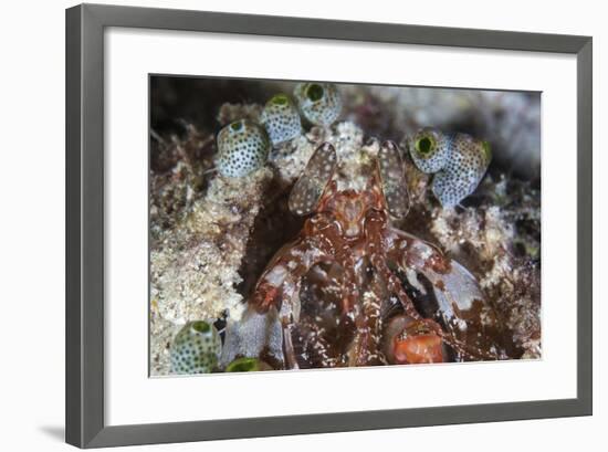 A Mantis Shrimp Peers Out of its Lair on a Reef in Indonesia-Stocktrek Images-Framed Photographic Print