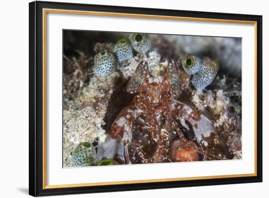 A Mantis Shrimp Peers Out of its Lair on a Reef in Indonesia-Stocktrek Images-Framed Photographic Print