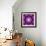 A Many Layered Flower Mandala-Alaya Gadeh-Framed Photographic Print displayed on a wall