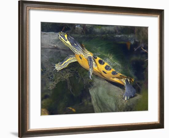 A Map Turtle with Moss Growing On It's Shell-Stocktrek Images-Framed Photographic Print