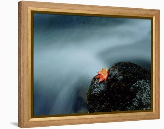 A Maple Leaf on a Rock Beside Stream, Okutama, Tokyo-null-Framed Premier Image Canvas