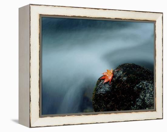 A Maple Leaf on a Rock Beside Stream, Okutama, Tokyo-null-Framed Premier Image Canvas