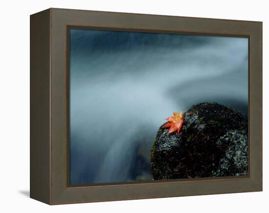 A Maple Leaf on a Rock Beside Stream, Okutama, Tokyo-null-Framed Premier Image Canvas