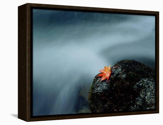 A Maple Leaf on a Rock Beside Stream, Okutama, Tokyo-null-Framed Premier Image Canvas