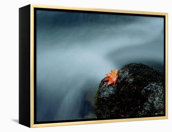 A Maple Leaf on a Rock Beside Stream, Okutama, Tokyo-null-Framed Premier Image Canvas