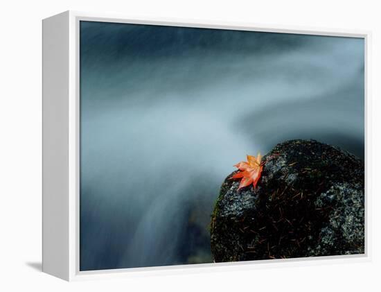 A Maple Leaf on a Rock Beside Stream, Okutama, Tokyo-null-Framed Premier Image Canvas