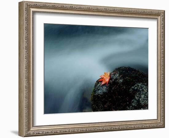 A Maple Leaf on a Rock Beside Stream, Okutama, Tokyo-null-Framed Photographic Print