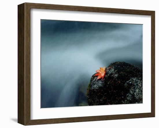 A Maple Leaf on a Rock Beside Stream, Okutama, Tokyo-null-Framed Photographic Print