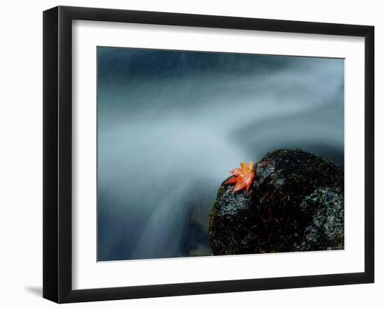 A Maple Leaf on a Rock Beside Stream, Okutama, Tokyo-null-Framed Photographic Print