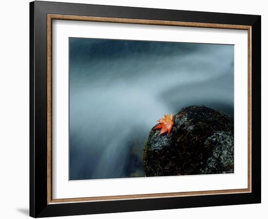 A Maple Leaf on a Rock Beside Stream, Okutama, Tokyo-null-Framed Photographic Print