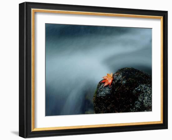 A Maple Leaf on a Rock Beside Stream, Okutama, Tokyo-null-Framed Photographic Print