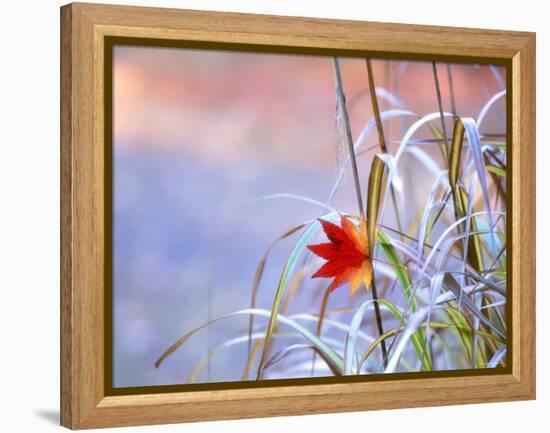 A Maple Leaf on the Grass-null-Framed Premier Image Canvas