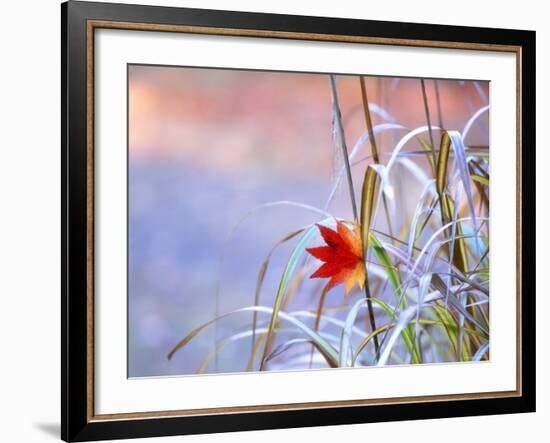 A Maple Leaf on the Grass-null-Framed Photographic Print