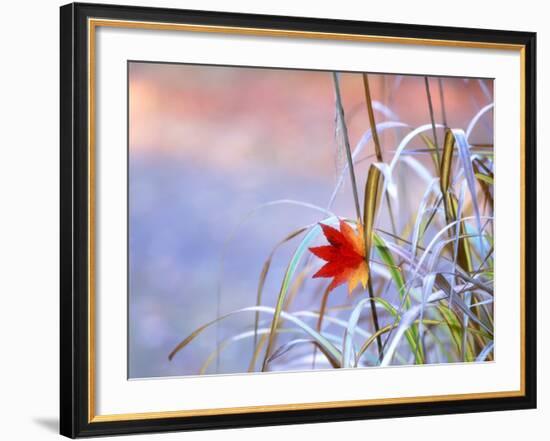 A Maple Leaf on the Grass-null-Framed Photographic Print