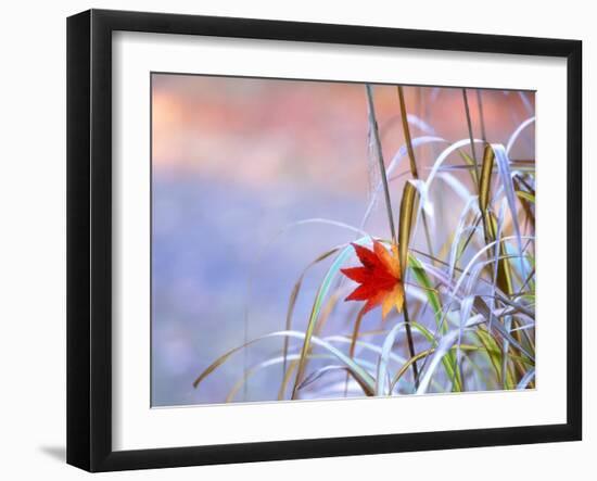 A Maple Leaf on the Grass-null-Framed Photographic Print