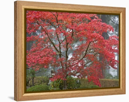 A Maple Tree at the Portland Japanese Garden, Oregon, USA-William Sutton-Framed Premier Image Canvas