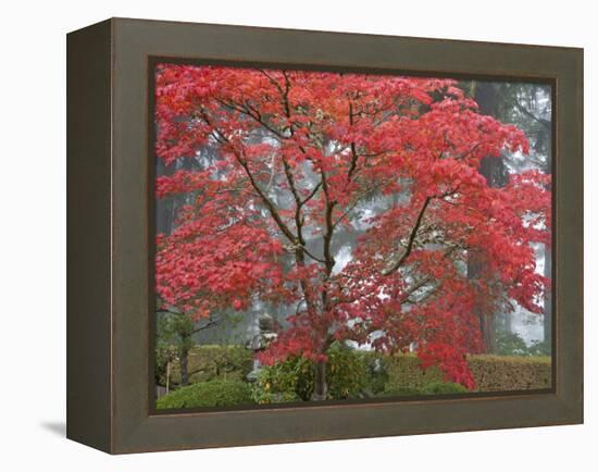 A Maple Tree at the Portland Japanese Garden, Oregon, USA-William Sutton-Framed Premier Image Canvas