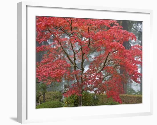 A Maple Tree at the Portland Japanese Garden, Oregon, USA-William Sutton-Framed Photographic Print