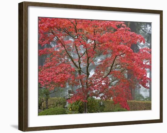 A Maple Tree at the Portland Japanese Garden, Oregon, USA-William Sutton-Framed Photographic Print