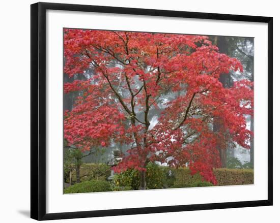 A Maple Tree at the Portland Japanese Garden, Oregon, USA-William Sutton-Framed Photographic Print