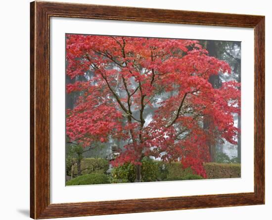 A Maple Tree at the Portland Japanese Garden, Oregon, USA-William Sutton-Framed Photographic Print