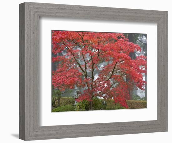 A Maple Tree at the Portland Japanese Garden, Oregon, USA-William Sutton-Framed Photographic Print