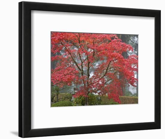 A Maple Tree at the Portland Japanese Garden, Oregon, USA-William Sutton-Framed Photographic Print