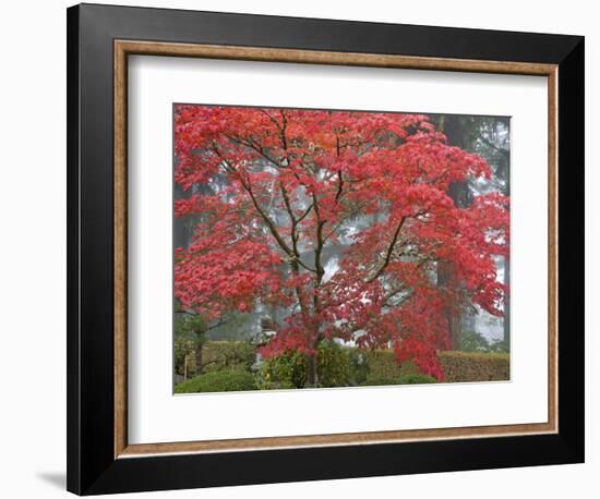 A Maple Tree at the Portland Japanese Garden, Oregon, USA-William Sutton-Framed Photographic Print