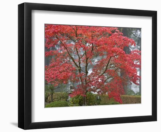 A Maple Tree at the Portland Japanese Garden, Oregon, USA-William Sutton-Framed Photographic Print