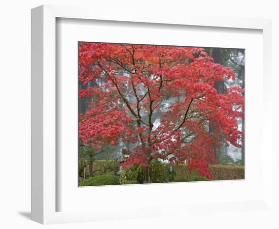 A Maple Tree at the Portland Japanese Garden, Oregon, USA-William Sutton-Framed Photographic Print