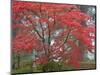 A Maple Tree at the Portland Japanese Garden, Oregon, USA-William Sutton-Mounted Photographic Print