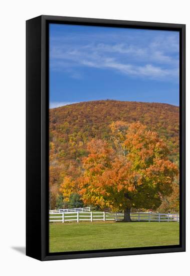 A Maple Tree in Fall at Castle in the Clouds, New Hampshire-Jerry & Marcy Monkman-Framed Premier Image Canvas