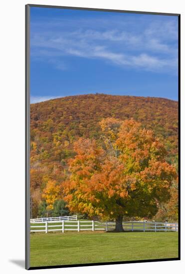 A Maple Tree in Fall at Castle in the Clouds, New Hampshire-Jerry & Marcy Monkman-Mounted Photographic Print