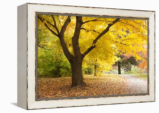 A Maple Tree in Full Colour in Arnold Arboretum, Boston, Usa-null-Framed Premier Image Canvas