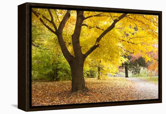 A Maple Tree in Full Colour in Arnold Arboretum, Boston, Usa-null-Framed Premier Image Canvas