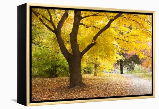 A Maple Tree in Full Colour in Arnold Arboretum, Boston, Usa-null-Framed Premier Image Canvas
