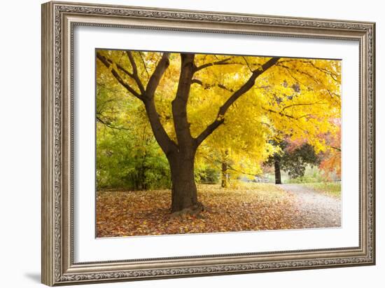 A Maple Tree in Full Colour in Arnold Arboretum, Boston, Usa--Framed Photographic Print