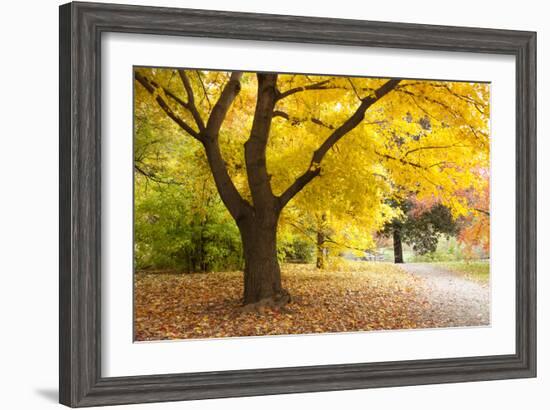 A Maple Tree in Full Colour in Arnold Arboretum, Boston, Usa-null-Framed Photographic Print