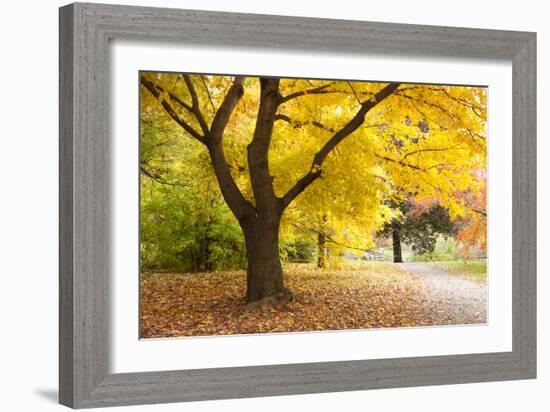 A Maple Tree in Full Colour in Arnold Arboretum, Boston, Usa-null-Framed Photographic Print