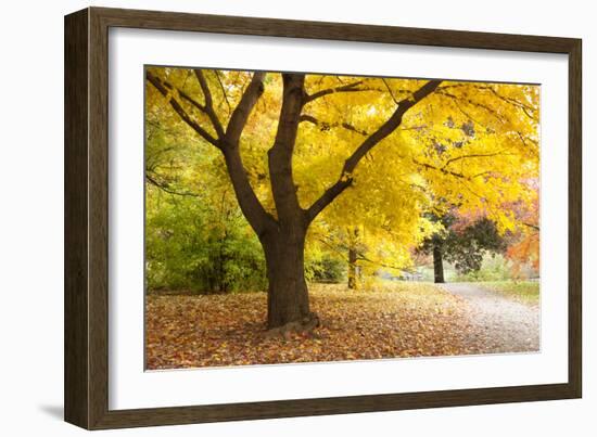 A Maple Tree in Full Colour in Arnold Arboretum, Boston, Usa--Framed Photographic Print