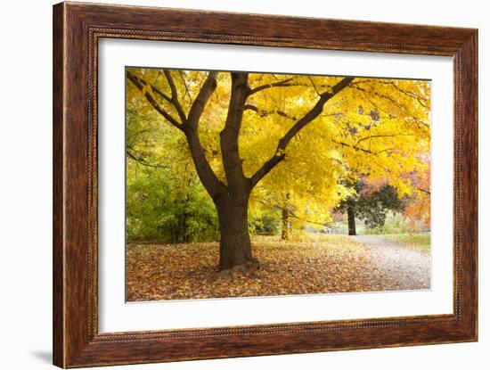 A Maple Tree in Full Colour in Arnold Arboretum, Boston, Usa-null-Framed Photographic Print